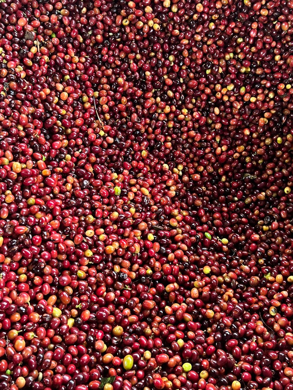 Pacamara Natural Anaerobic - Cali’s Cliffs Auction Lot 2025 - Image 2