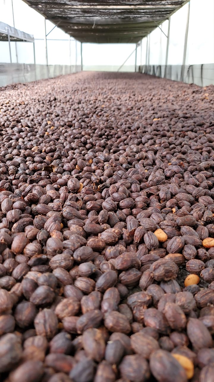 Pacamara Natural Anaerobic - Cali’s Cliffs Auction Lot 2025 - Image 3